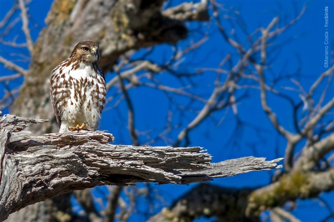 Image title Image description